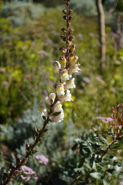Antirrhinum siculum