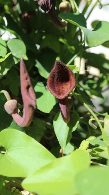 Aristolochia baetica