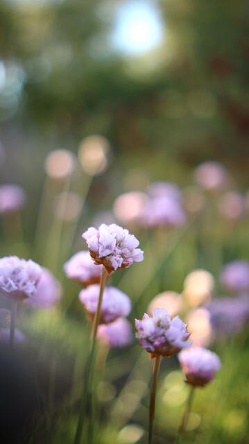 Armeria pungens