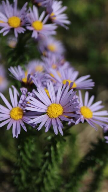 Asteraceae sp