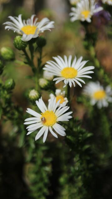 Asteraceae sp