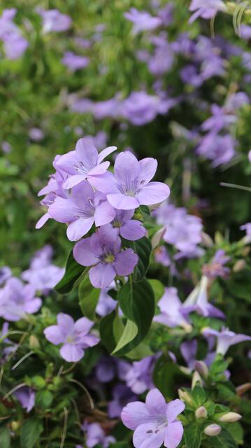 Barleria obtusa