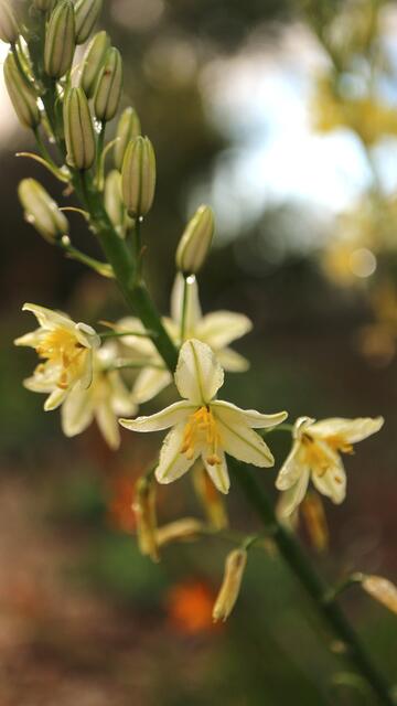 Bulbine frutescens 'Cream'