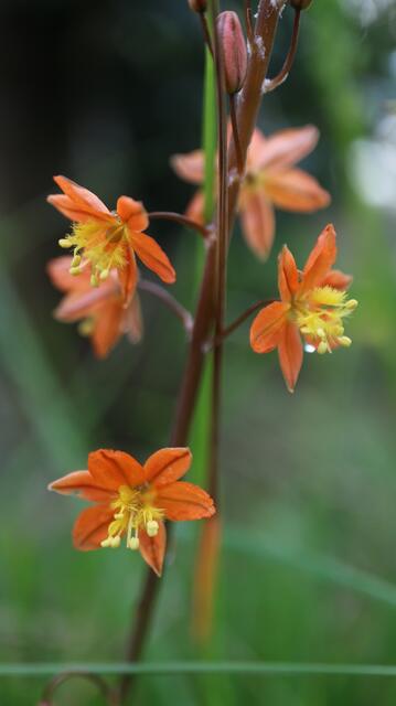 Bulbine frutescens 'Hallmark'