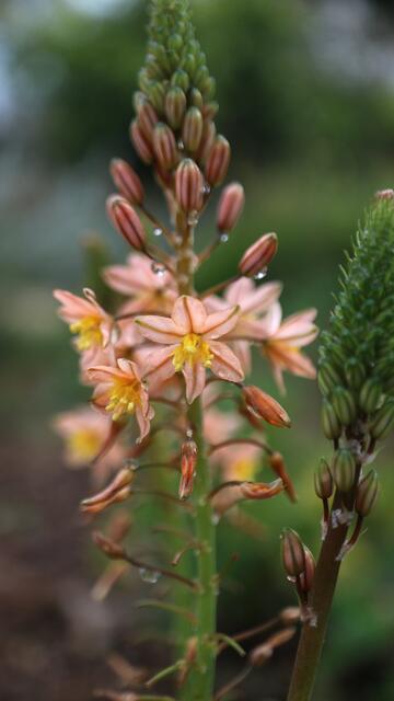 Bulbine frutescens 'Salmon'