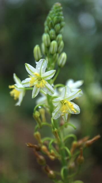 Bulbine frutescens 'White'