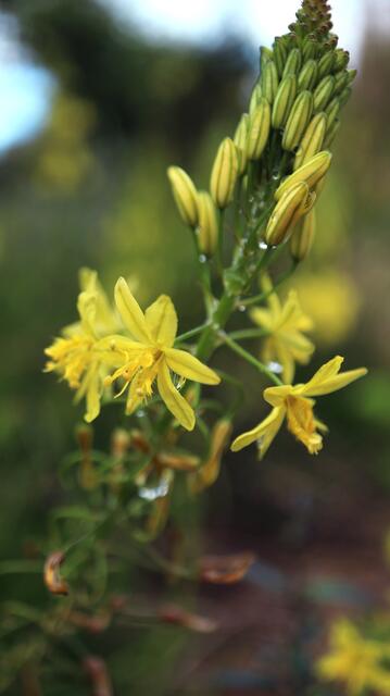 Bulbine frutescens 'Yellow'