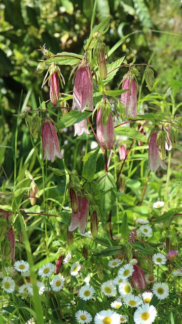 Campanula takesimana 'Elisabeth'