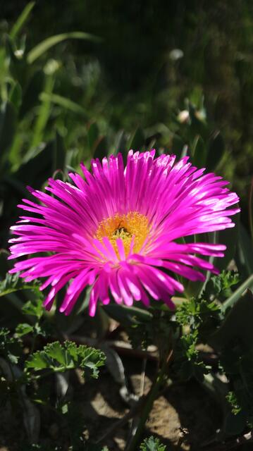 Carpobrotus sp