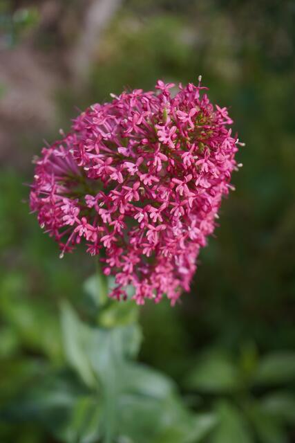 Centranthus ruber