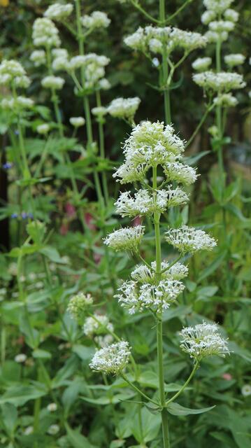 Centranthus ruber f. alba