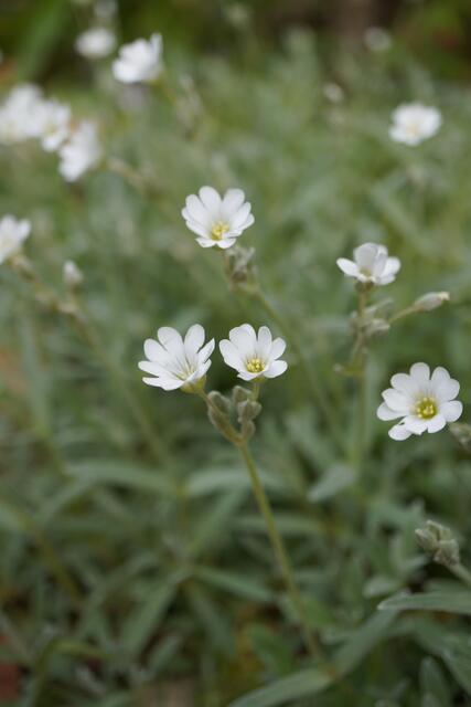 Cerastium biebersteinii - syn: Cerastium tomentosum