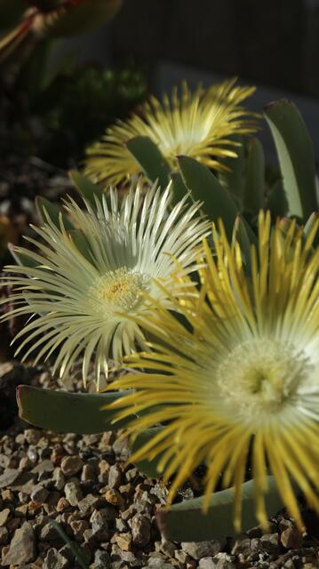 Cheiridopsis candidissima