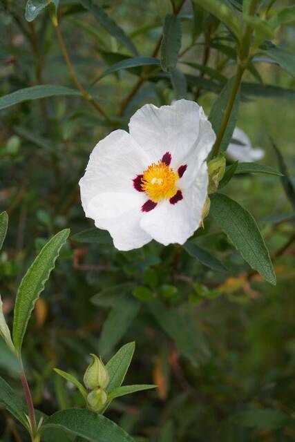 Cistus 'Alan Frad'