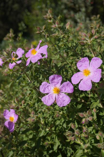 Cistus creticus