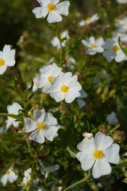 Cistus monspeliensis
