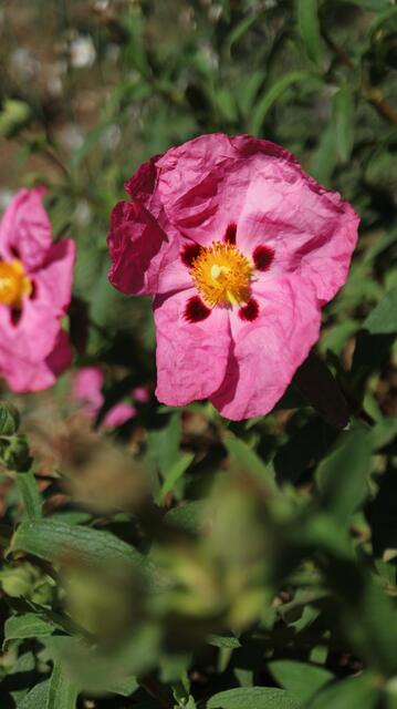 Cistus x purpureus