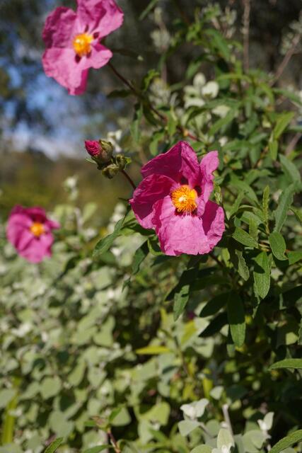 Cistus x purpureus