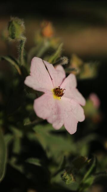 Cistus x skanhergii (C. monspeliensis x C. parviflorus)