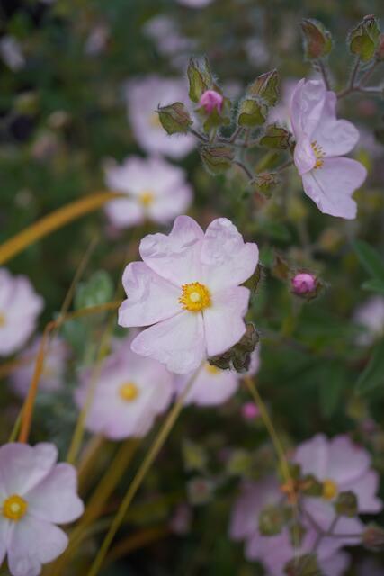 Cistus x skanhergii (C. monspeliensis x C. parviflorus)