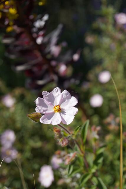 Cistus x skanhergii (C. monspeliensis x C. parviflorus)