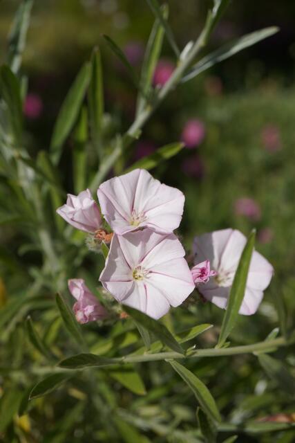Convolvulus oleifolius