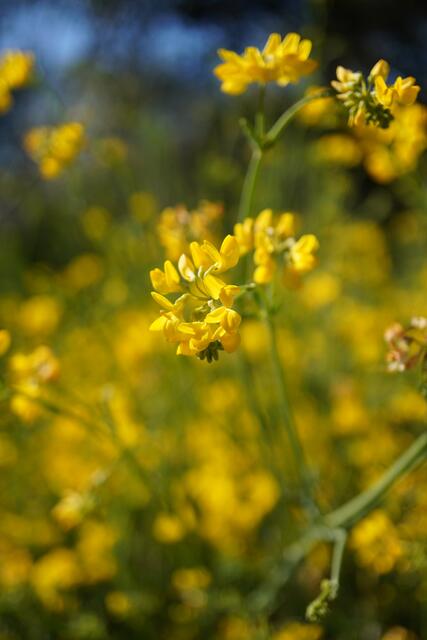 Coronilla juncea