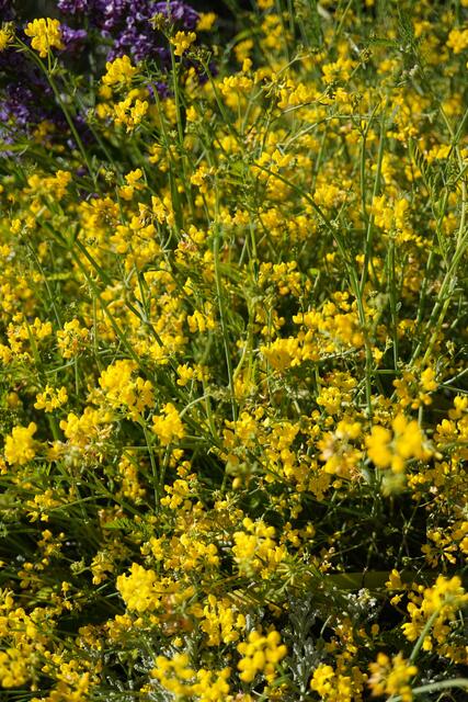Coronilla juncea / ex Mallorca