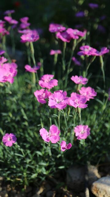 Dianthus corsicus