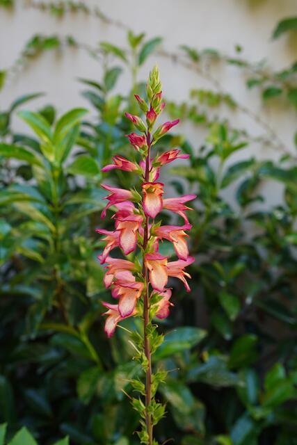 Digiplexis (Digitalis x Isoplexis)
