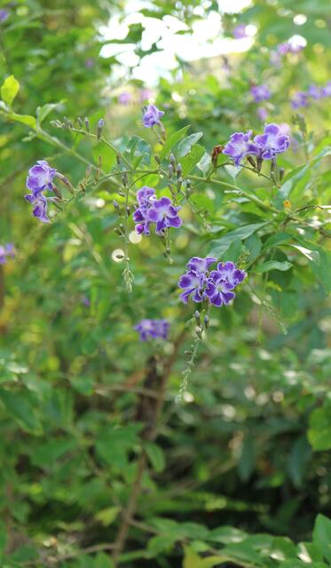 Duranta erecta