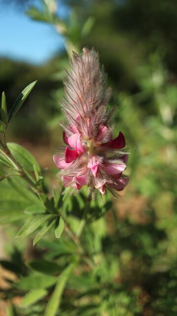 Ebenus cretica