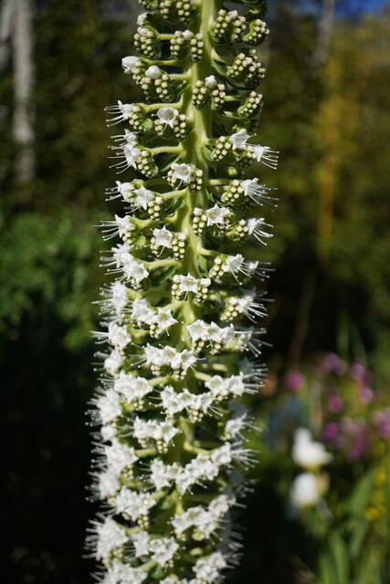 Echium simplex