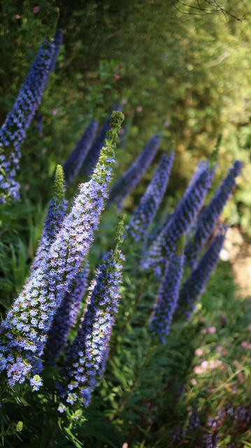 Echium sp
