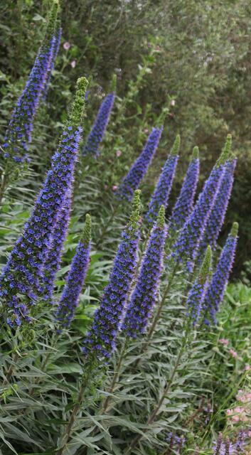 Echium sp