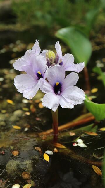 Eichhornia azurea