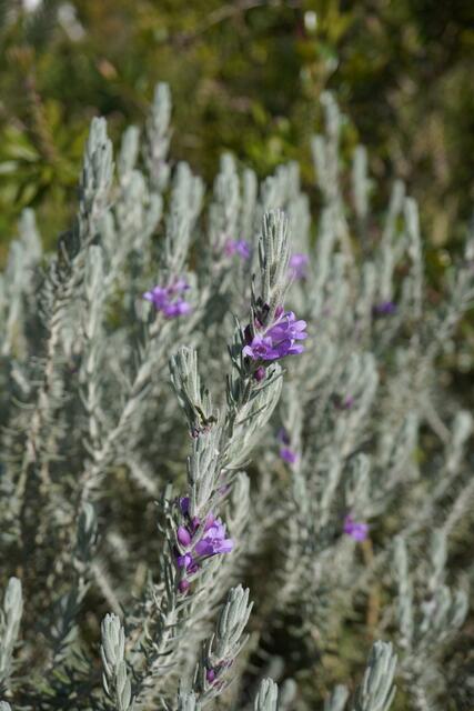 Eremophila 'Berryl's Blue'
