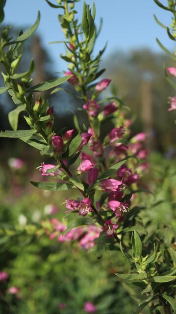 Eremophila laanii