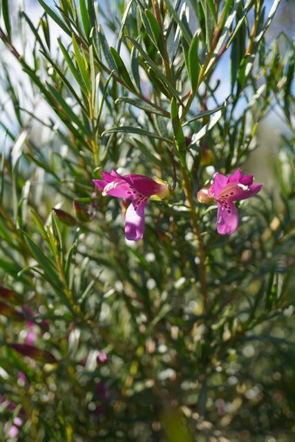 Eremophila maculata Pink