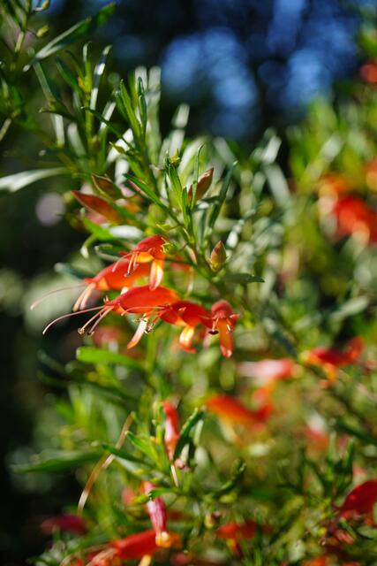 Eremophila maculata Red