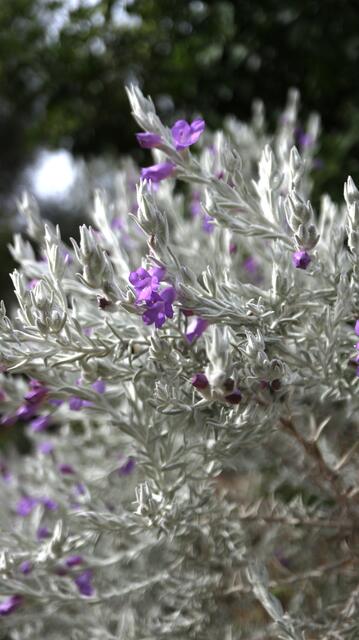 Eremophila nivea