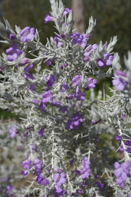 Eremophila nivea