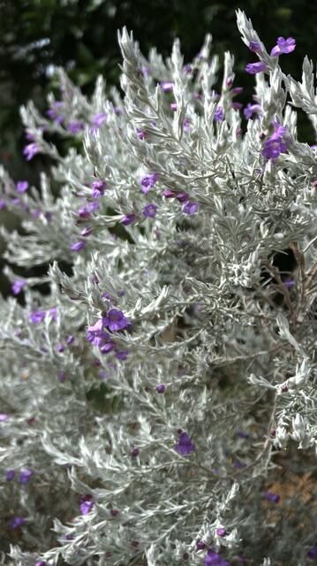 Eremophila nivea