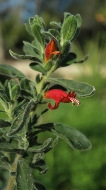Eremophila rubra