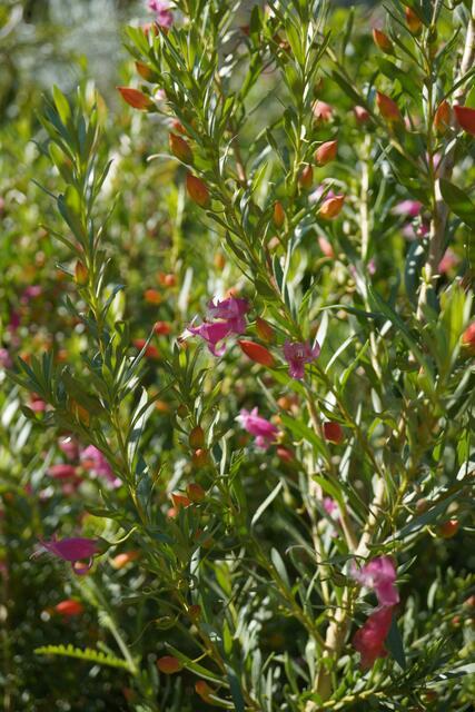Eremophila x racemosa