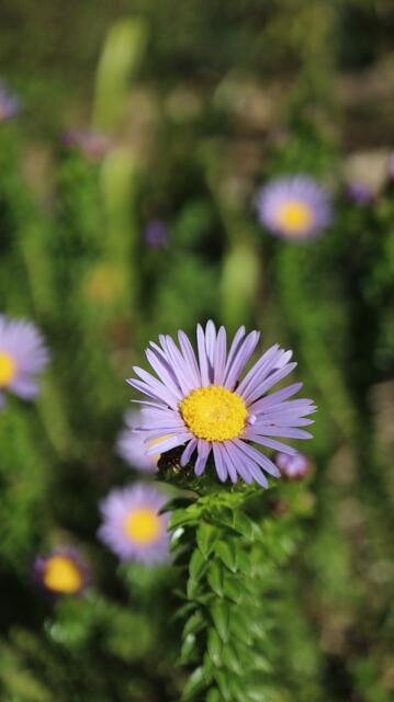 Erepsia sp