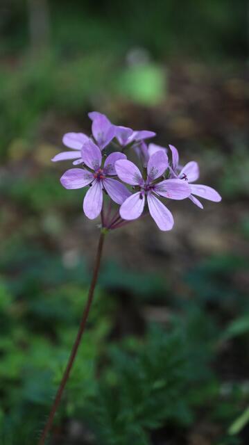 Erodium sp
