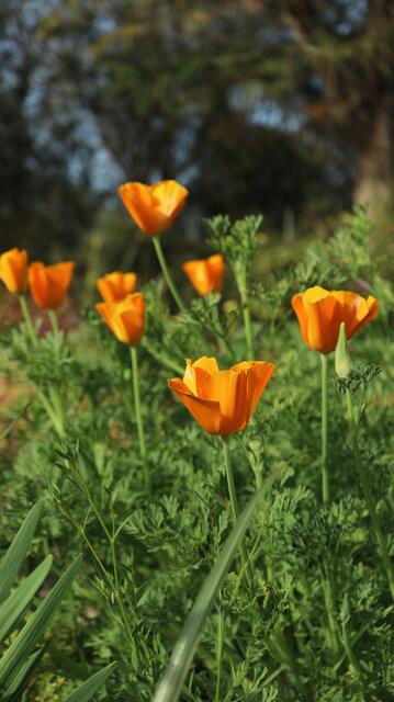 Escholtzia californica