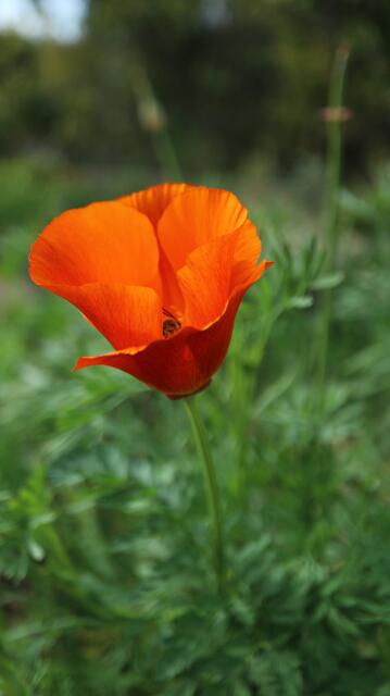 Escholtzia californica 'Dark Orange'