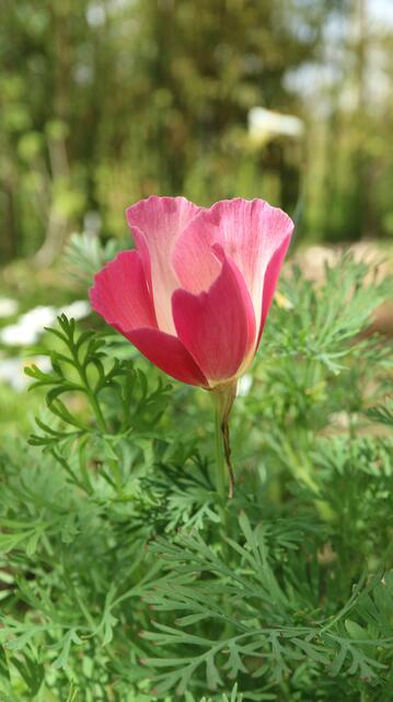 Escholtzia californica 'Pink'